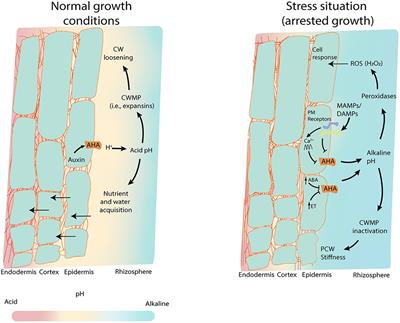 The root apoplastic pH as an integrator of plant signaling